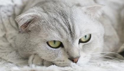 模特有哪些优势？